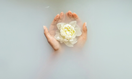White flower in between hands