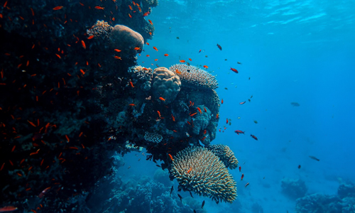Corals-and-fishes