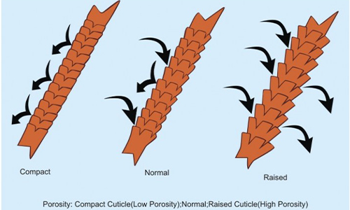 Hair-porosity-demonstration